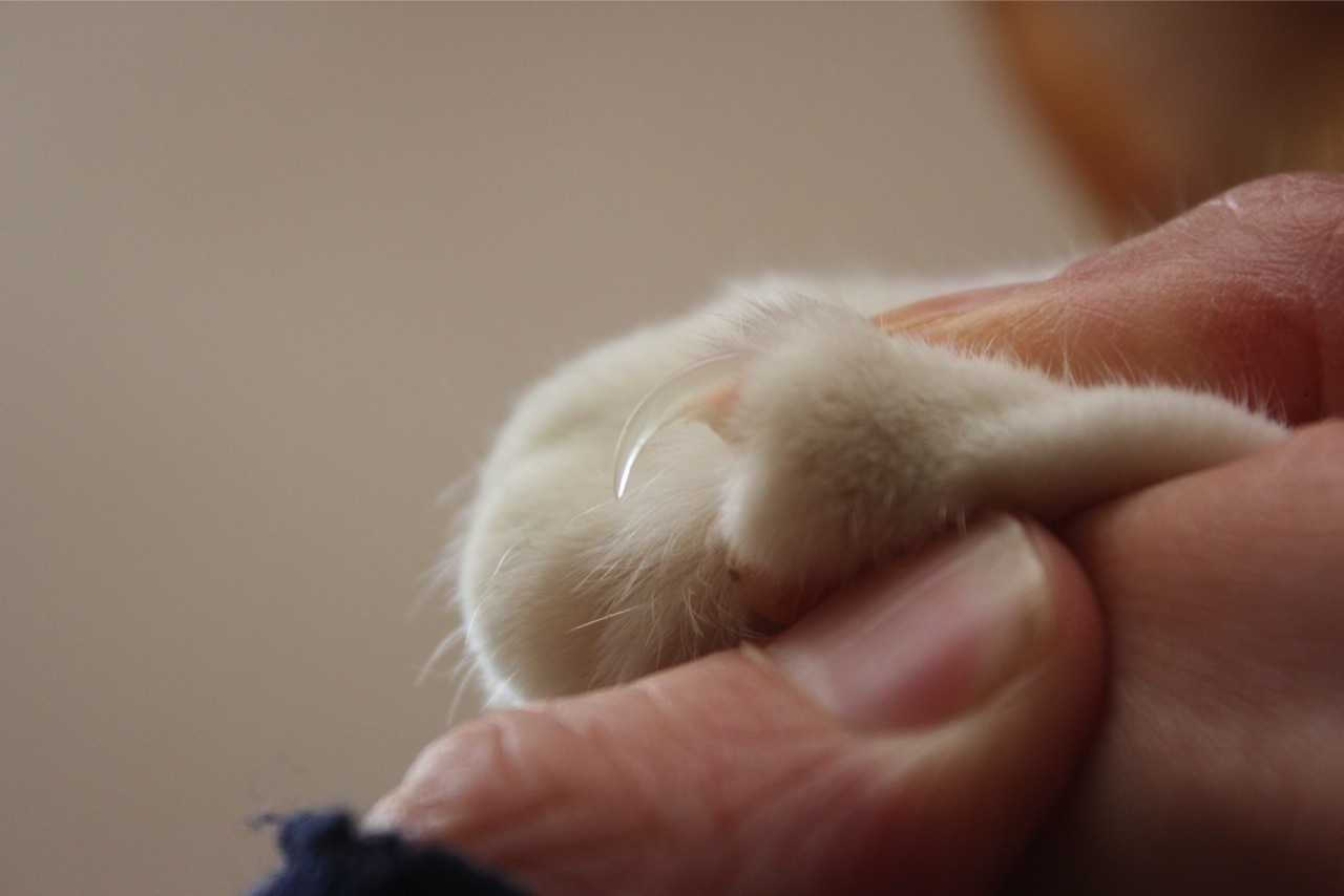 爪 切り 子猫